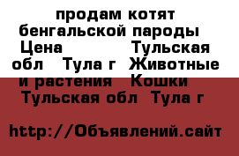 продам котят бенгальской пароды › Цена ­ 7 000 - Тульская обл., Тула г. Животные и растения » Кошки   . Тульская обл.,Тула г.